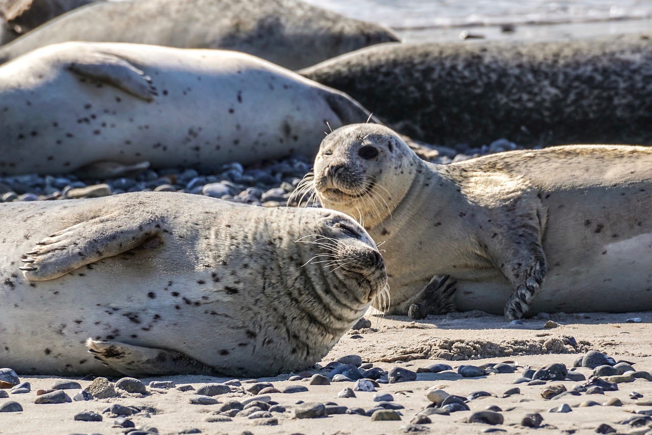 seal-4926115_1280