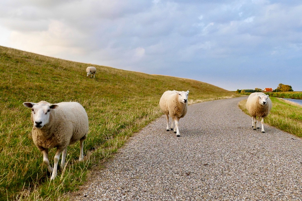 sheep-4437170_1280