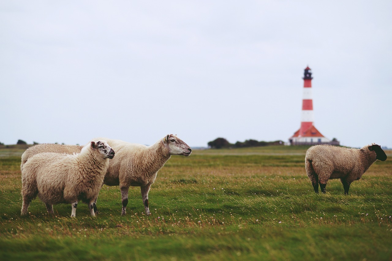 sheep-7039994_1280